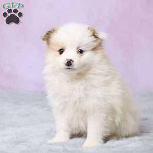 Tulip, Pomeranian Puppy